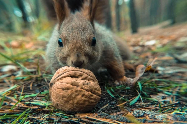 Na podzim. Bílkovin jí ořech — Stock fotografie