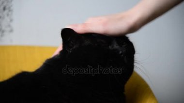 Kara kedi. Black Cat ile boyun kelebek