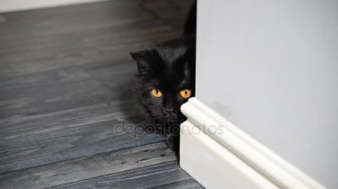 Daire koridorda oturan siyah kedi