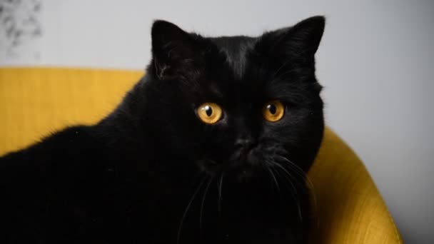 Schwarze Katze. schwarze Katze mit Schmetterling am Hals — Stockvideo