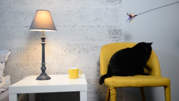 Chat noir. Chat noir avec papillon sur le cou — Video