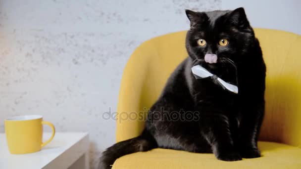 Kara kedi. Black Cat ile boyun kelebek — Stok video