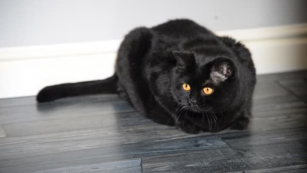 syrová černá kočička tlustý zadek černá kočička porno
