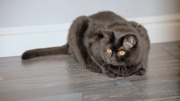 Gato negro sentado en el pasillo del apartamento — Vídeos de Stock