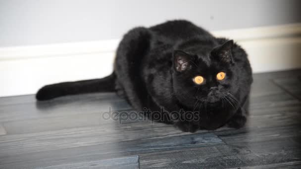 Chat noir assis dans le couloir de l'appartement — Video