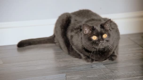 Gato negro sentado en el pasillo del apartamento — Vídeos de Stock