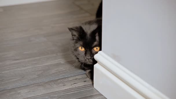 Черная кошка сидит в коридоре квартиры — стоковое видео