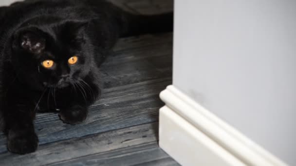 아파트의 복도에 앉아 검은 고양이 — 비디오
