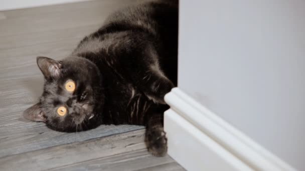 Schwarze Katze sitzt im Hausflur der Wohnung — Stockvideo