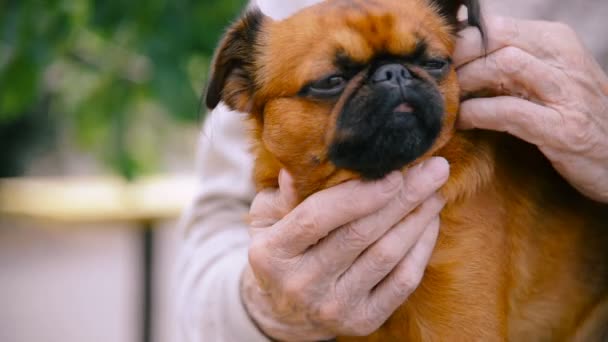 Opa rollt mit Hund der Rasse Gänsegeier auf Roller — Stockvideo