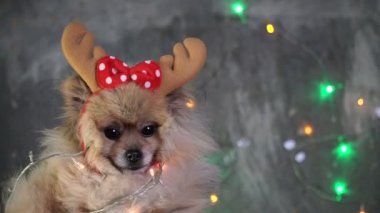 Pomeranian Pomeranian köpek ile Noel şapkalı bir kız