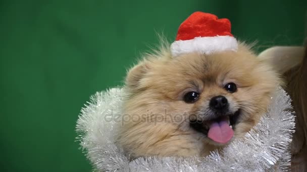 Una chica en un sombrero de Navidad con un perro Pomeranian Pomeranian — Vídeos de Stock