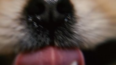 Bir köpek burun. Makro fotoğrafçılık