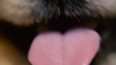 Bir köpek burun. Makro fotoğrafçılık