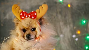 Bir yılbaşı elbise bir köpek. Pomeranian Spitz