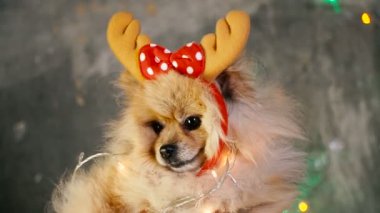 Bir yılbaşı elbise bir köpek. Pomeranian Spitz