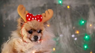 Bir yılbaşı elbise bir köpek. Pomeranian Spitz