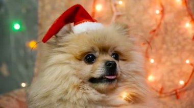 Bir yılbaşı elbise bir köpek. Pomeranian Spitz