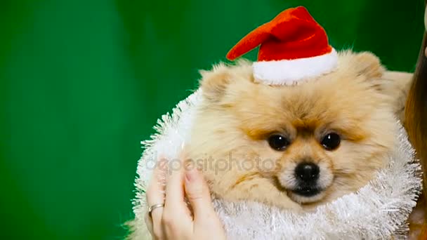 Un perro con un vestido de Año Nuevo. Spitz de Pomerania — Vídeo de stock