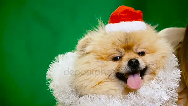 A dog in a New Year's dress. Pomeranian Spitz — Stock Video