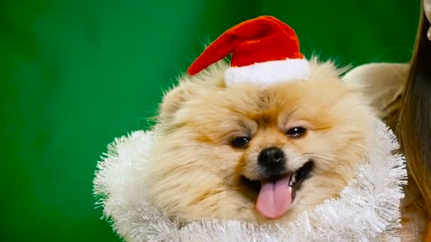 一条狗在新年的礼服。博美斯皮茨 — 图库视频影像