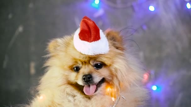 A dog in a New Year's dress. Pomeranian Spitz — Stock Video