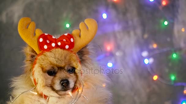 Pies w nowy rok sukienka. Pomorskim Spitz — Wideo stockowe