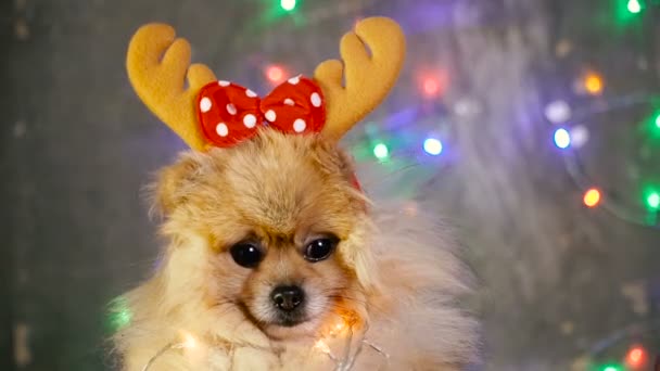 Un perro con un vestido de Año Nuevo. Spitz de Pomerania — Vídeos de Stock