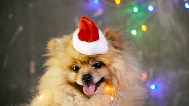 A dog in a New Year's dress. Pomeranian Spitz — Stock Video