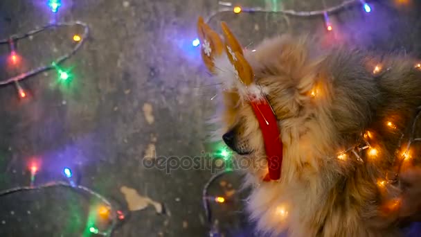 Ein Hund im Neujahrskleid. Pommersche Spitzspitze — Stockvideo