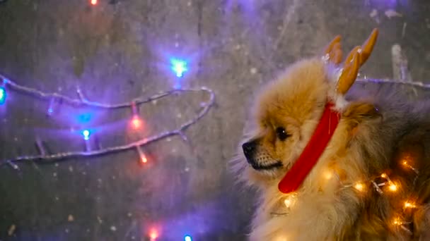 Egy kutya, egy új év ruhában. Pomerániai Spitz — Stock videók