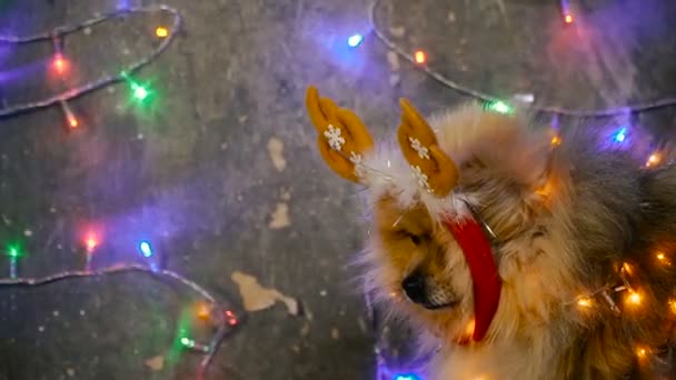 Un cane vestito da capodanno. Spitz alla Pomerania — Video Stock