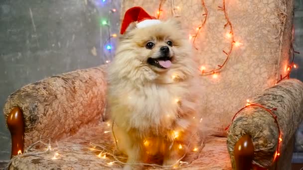 Ένα σκυλί σε ένα πρωτοχρονιάτικο φόρεμα. Pomeranian Spitz — Αρχείο Βίντεο