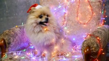Bir yılbaşı elbise bir köpek. Pomeranian Spitz
