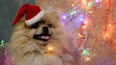 Bir yılbaşı elbise bir köpek. Pomeranian Spitz