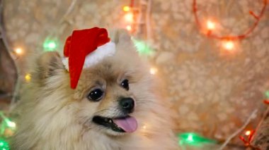 Bir yılbaşı elbise bir köpek. Pomeranian Spitz