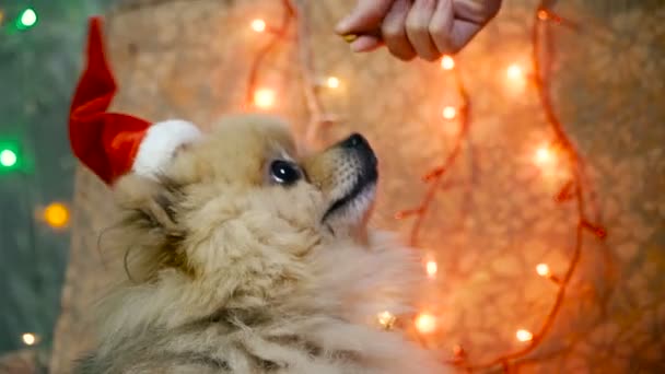 Un perro con un vestido de Año Nuevo. Spitz de Pomerania — Vídeos de Stock