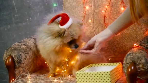 Bir yılbaşı elbise bir köpek. Pomeranian Spitz — Stok video