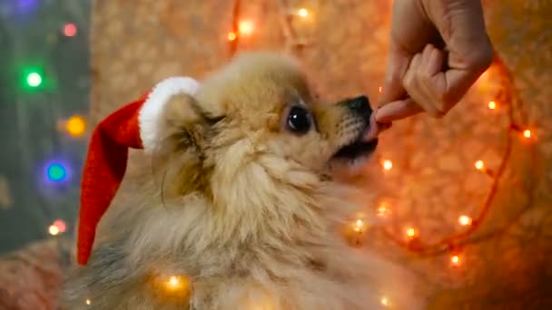 Un perro con un vestido de Año Nuevo. Spitz de Pomerania — Vídeos de Stock