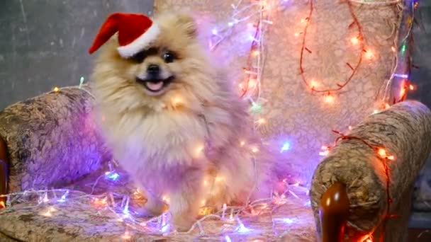 Un cane vestito da capodanno. Spitz alla Pomerania — Video Stock