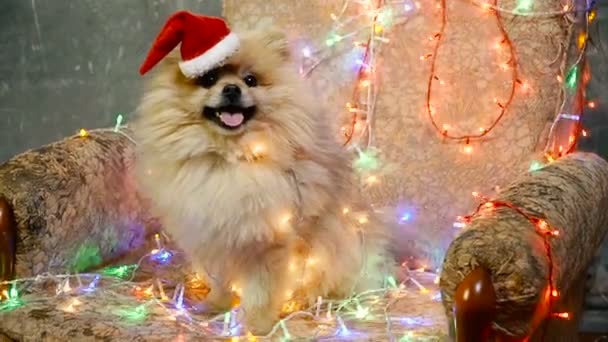 Un cane vestito da capodanno. Spitz alla Pomerania — Video Stock