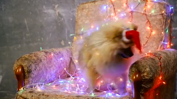 Bir yılbaşı elbise bir köpek. Pomeranian Spitz — Stok video