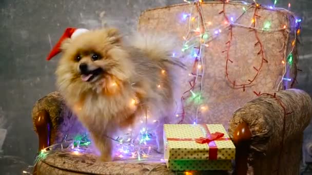 Un perro con un vestido de Año Nuevo. Spitz de Pomerania — Vídeo de stock