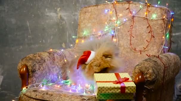 Um cão de vestido de Ano Novo. Spitz da Pomerânia — Vídeo de Stock