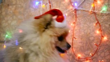 Bir yılbaşı elbise bir köpek. Pomeranian Spitz