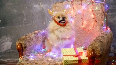 Bir yılbaşı elbise bir köpek. Pomeranian Spitz
