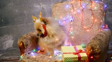 Bir yılbaşı elbise bir köpek. Pomeranian Spitz