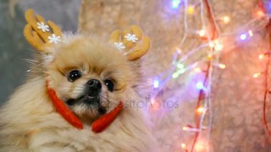 Bir yılbaşı elbise bir köpek. Pomeranian Spitz