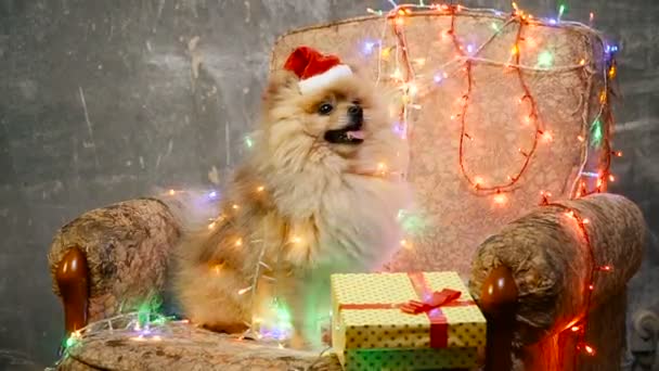 A dog in a New Year's dress. Pomeranian Spitz — Stock Video