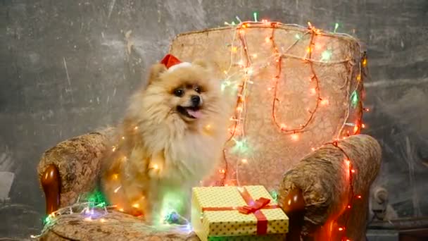 Un perro con un vestido de Año Nuevo. Spitz de Pomerania — Vídeos de Stock